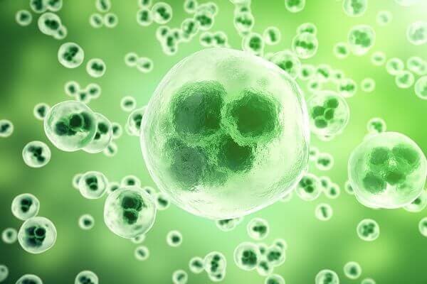 Antioxidant Defense