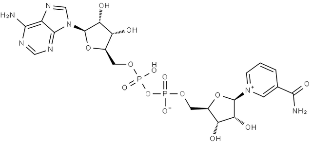 β-Nicotinamide adenine dinucleotide structure
