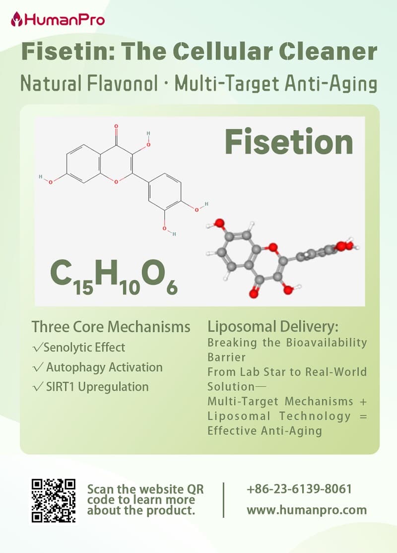 Fisetin: How Does It Become a Powerful Ally as a "Cellular Cleaner"?